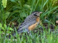 American Robin Chick - Spring Valley Nature Sanctuary, Schaumburg, Cook County, IL, June 24, 2021