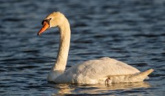 Mute Swan - Prairie Center, Schaumburg, Cook County, IL, June 24, 2021