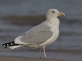 Herring Gull - Montrose Point, Chicago, Cook County, IL, October 27, 2018