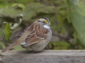 White-throated Sparrow - Spring Valley Nature Center, Schaumburg, IL, (Cook County) October 26, 2018