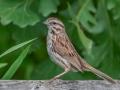 Song Sparrow - Spring Valley Nature Sanctuary, Schaumburg, Cook County, IL, June 24, 2021