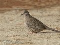 Inca Dove - Borrego Springs Roadrunner Club, Borrego Springs, California 1/16/2018