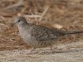 Inca Dove - Borrego Springs Roadrunner Club, Borrego Springs, California 1/16/2018