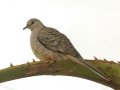 Inca Dove - Borrego Springs Roadrunner Club, Borrego Springs, California 1/16/2018