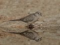 Inca Dove - Borrego Springs Roadrunner Club, Borrego Springs, California 1/16/2018