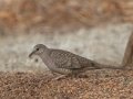 Inca Dove - Borrego Springs Roadrunner Club, Borrego Springs, California 1/16/2018