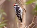 Downy Woodpecker - Eagle Slough Natural Area, Vanderburgh County, Indiana, April 7th, 2022