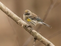 Yellow-rumped Warbler - Eagle Slough Natural Area, Vanderburgh County, Indiana, April 7th, 2022