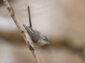 Blue-gray Gnatcatcher - Eagle Slough Natural Area, Vanderburgh County, Indiana, April 7th, 2022