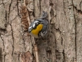 Yellow-throated Warbler - Eagle Slough Natural Area, Vanderburgh County, Indiana, April 7th, 2022