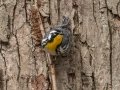 Yellow-throated Warbler - Eagle Slough Natural Area, Vanderburgh County, Indiana, April 7th, 2022