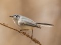 Blue-gray Gnatcatcher - Eagle Slough Natural Area, Vanderburgh County, Indiana, April 7th, 2022