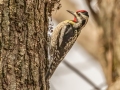 Yellow-bellied Sapsucker - Eagle Slough Natural Area, Vanderburgh County, Indiana, April 7th, 2022