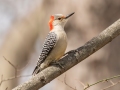 Red-bellied Woodpecker - Eagle Slough Natural Area, Vanderburgh County, Indiana, April 7th, 2022