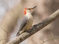 Red-bellied Woodpecker - Eagle Slough Natural Area, Vanderburgh County, Indiana, April 7th, 2022