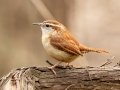 Carolina Wren - Howell Wetlands Park, Vanderburgh County, Indiana, April 7th, 2022