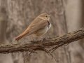 Hermit Thrush - Eagle Slough Natural Area, Vanderburgh County, Indiana, April 7th, 2022