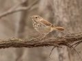 Hermit Thrush - Eagle Slough Natural Area, Vanderburgh County, Indiana, April 7th, 2022