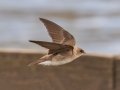 Northern Rough-winged Swallow - Howell Wetlands Park, Vanderburgh County, Indiana, April 7th, 2022
