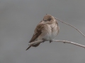 Northern Rough-winged Swallow - Howell Wetlands Park, Vanderburgh County, Indiana, April 7th, 2022