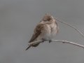 Northern Rough-winged Swallow - Howell Wetlands Park, Vanderburgh County, Indiana, April 7th, 2022