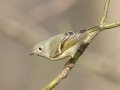 Ruby-crowned Kinglet - Howell Wetlands Park, Vanderburgh County, Indiana, April 7th, 2022