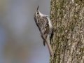 Brown Creeper - Howell Wetlands Park, Vanderburgh County, Indiana, April 7th, 2022