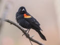 Red-winged Blackbird - Howell Wetlands Park, Vanderburgh County, Indiana, April 7th, 2022