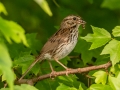 Song Sparrow - Indiana Dunes NP (Porter Co.), Porter County, IN, June 12, 2021