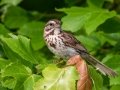 Song Sparrow - Indiana Dunes NP (Porter Co.), Porter County, IN, June 12, 2021
