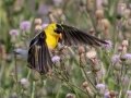 American Goldfinch - Indiana Dunes NP (Porter Co.), Porter County, IN, June 12, 2021