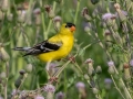 American Goldfinch - Indiana Dunes NP (Porter Co.), Porter County, IN, June 12, 2021
