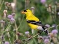 American Goldfinch - Indiana Dunes NP (Porter Co.), Porter County, IN, June 12, 2021