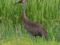 Sandhill Crane - Indiana Dunes NP - Cowles Bog, Porter County, IN, June 12, 2021