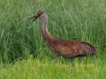 Sandhill Cranes - Indiana Dunes NP - Cowles Bog, Porter County, IN, June 12, 2021