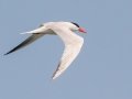 Caspian Tern - Indiana Dunes NP - Cowles Bog, Porter County, IN, June 12, 2021