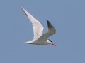 Caspian Tern - Indiana Dunes NP - Cowles Bog, Porter County, IN, June 12, 2021
