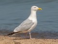 Herring Gull - Indiana Dunes NP - Cowles Bog, Porter County, IN, June 12, 2021