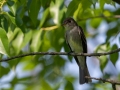 Eastern Wood-Pewee - Indiana Dunes NP - Great Marsh Trail, Porter County, IN, June 12, 2021