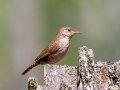 House Wren - Indiana Dunes NP - Great Marsh Trail, Porter County, IN, June 12, 2021