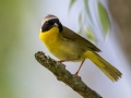 Common Yellowthroat - Indiana Dunes NP - Great Marsh Trail, Porter County, IN, June 12, 2021