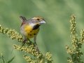 Dickcissel - Kankakee Sands - Bison Viewing Fields (TNC), Newton County, IN, June 13, 2021