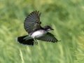 Eastern Kingbird - Kankakee Sands - Bison Viewing Fields (TNC), Newton County, IN, June 13, 2021