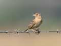 Grasshopper Sparrow  - Kankakee Sands - Bison Viewing Fields (TNC), Newton County, IN, June 13, 2021
