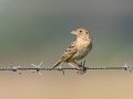 Grasshopper Sparrow  - Kankakee Sands - Bison Viewing Fields (TNC), Newton County, IN, June 13, 2021