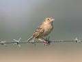 Grasshopper Sparrow  - Kankakee Sands - Bison Viewing Fields (TNC), Newton County, IN, June 13, 2021