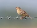 Grasshopper Sparrow  - Kankakee Sands - Bison Viewing Fields (TNC), Newton County, IN, June 13, 2021