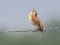 Dickcissel - Kankakee Sands - Bison Viewing Fields (TNC), Newton County, IN, June 13, 2021