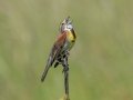 Dickcissel - Kankakee Sands - Bison Viewing Fields (TNC), Newton County, IN, June 13, 2021