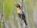 Dickcissel - Kankakee Sands - Bison Viewing Fields (TNC), Newton County, IN, June 13, 2021